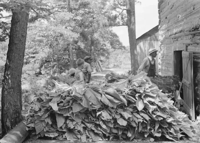 Framed Print : Possibly: Putting in tobacco after the morning work, Shoofly, North Carolina, 1939. Creator: Dorothea Lange Framed Print : Possibly: Putting in tobacco after the morning work, Shoofly, North Carolina, 1939. Creator: Dorothea Lange
