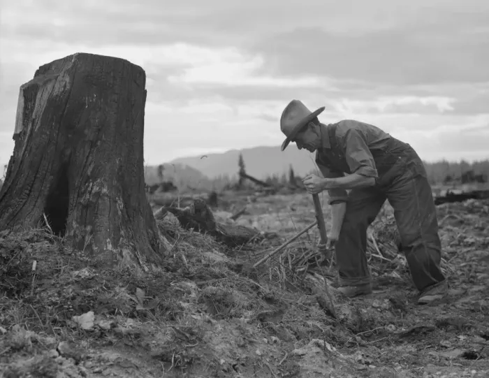 Framed Print : Possibly: Shows stump on cut-over farm after blasting, Bonner County, Idaho, 1939. Creator: Dorothea Lange Framed Print : Possibly: Shows stump on cut-over farm after blasting, Bonner County, Idaho, 1939. Creator: Dorothea Lange