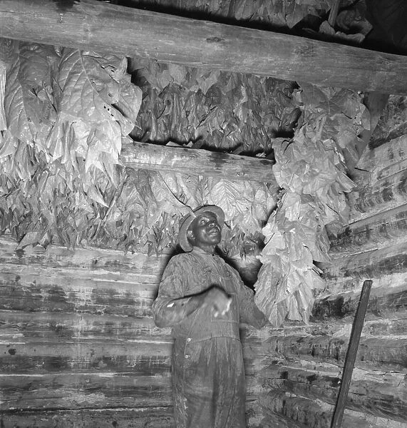 Possibly: Son of sharecropper... hanging up strung tobacco... Shoofly, North Carolina, 1939. Creator: Dorothea Lange