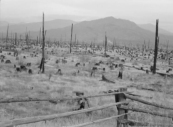 Possibly: Stumps and sags on uncleared land, Priest River country, Bonner County, Idaho, 1939. Creator: Dorothea Lange