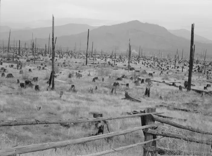 Framed Print : Possibly: Stumps and sags on uncleared land, Priest River country, Bonner County, Idaho, 1939. Creator: Dorothea Lange Framed Print : Possibly: Stumps and sags on uncleared land, Priest River country, Bonner County, Idaho, 1939. Creator: Dorothea Lange