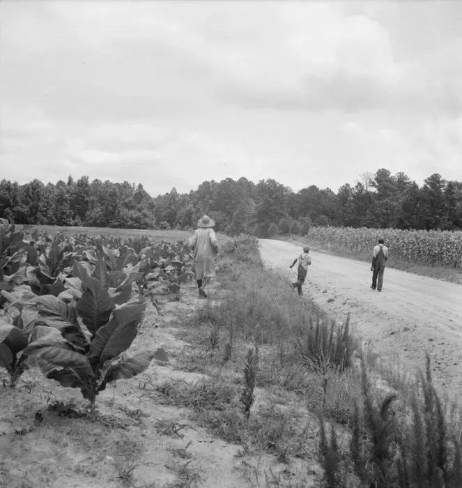 Framed Print : Possibly: Tobacco on Zollie Lyons place nearly ready for priming, Wake County, North Carolina, 1939 Creator: Dorothea Lange Framed Print : Possibly: Tobacco on Zollie Lyons place nearly ready for priming, Wake County, North Carolina, 1939 Creator: Dorothea Lange
