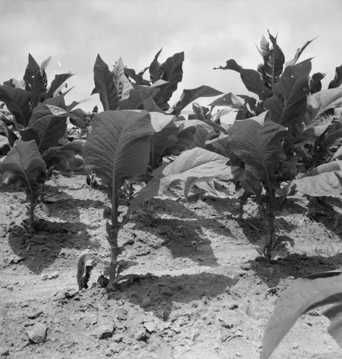 Framed Print : Possibly: Tobacco on Zollie Lyons place nearly ready for priming, Wake County, North Carolina, 1939 Creator: Dorothea Lange Framed Print : Possibly: Tobacco on Zollie Lyons place nearly ready for priming, Wake County, North Carolina, 1939 Creator: Dorothea Lange