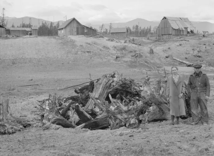 Framed Print : Possibly: The Unruf family, stump pile, and their partly developed farm, Boundary County, Idaho, 1939 Creator: Dorothea Lange Framed Print : Possibly: The Unruf family, stump pile, and their partly developed farm, Boundary County, Idaho, 1939 Creator: Dorothea Lange