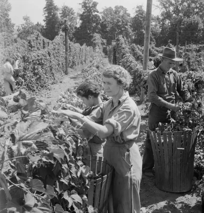 Framed Print : Possibly: View of hop yard, pickers at work, near Independence, Polk County, Oregon, 1939. Creator: Dorothea Lange Framed Print : Possibly: View of hop yard, pickers at work, near Independence, Polk County, Oregon, 1939. Creator: Dorothea Lange