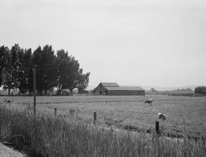 Framed Print : Possibly: West of Toppenish, Yakima Valley, Washington, 1939. Creator: Dorothea Lange Framed Print : Possibly: West of Toppenish, Yakima Valley, Washington, 1939. Creator: Dorothea Lange