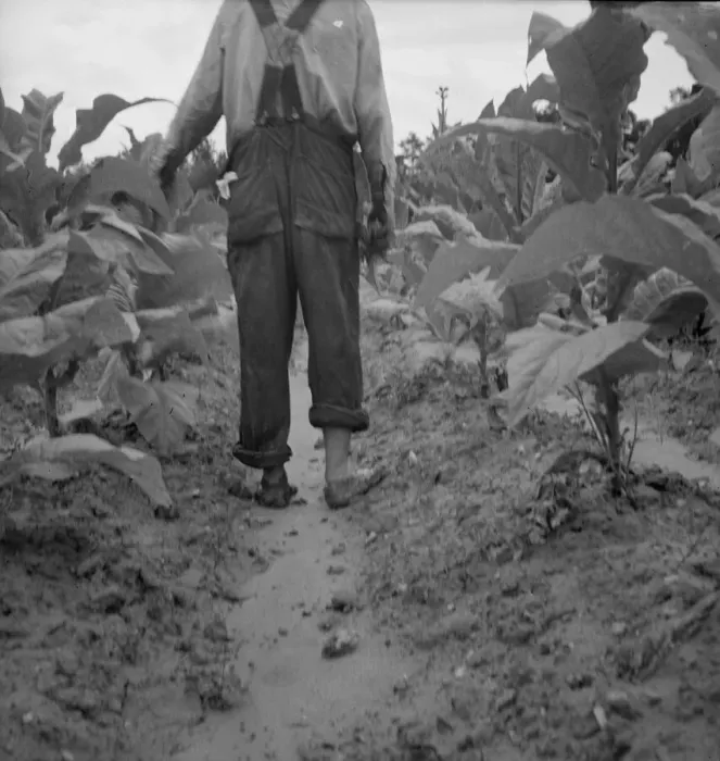 Framed Print : Possibly: White sharecropper, Mr. Taylor, Granville County, North Carolina, 1939. Creator: Dorothea Lange