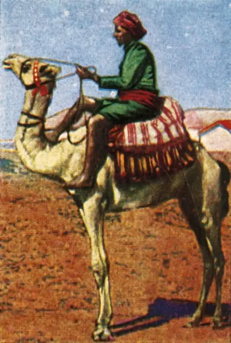 Framed Print : Post delivered by camel, Arabia, c1928. Creator: Unknown