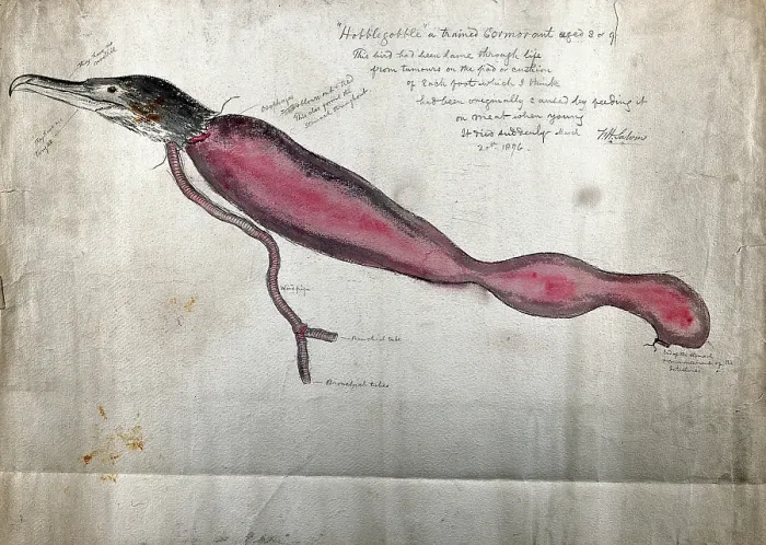 Framed Print : Post mortem of a trained cormorant named Hobblegobble': partial dissection showing the head...1876 Framed Print : Post mortem of a trained cormorant named Hobblegobble': partial dissection showing the head...1876