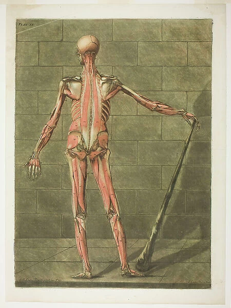 Posterior View of Muscle Man, plate nine from Complete Anatomy Course, 1773. Creator: Arnault Éloi Gautier D'Agoty