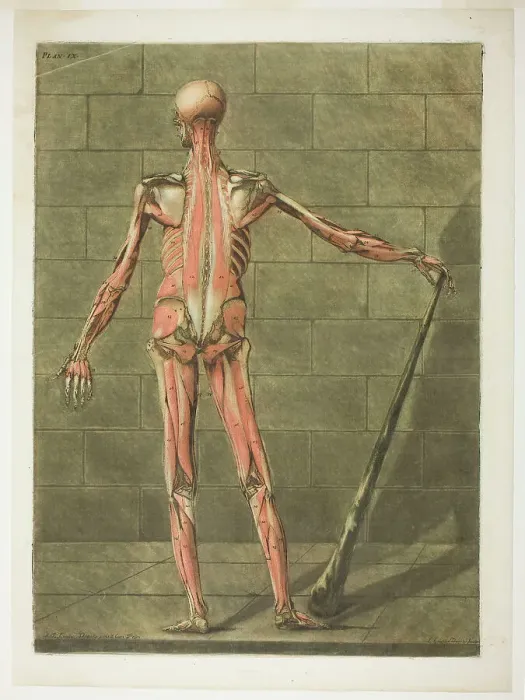 Framed Print : Posterior View of Muscle Man, plate nine from Complete Anatomy Course, 1773. Creator: Arnault Éloi Gautier D'Agoty Framed Print : Posterior View of Muscle Man, plate nine from Complete Anatomy Course, 1773. Creator: Arnault Éloi Gautier D'Agoty