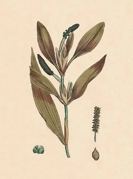 Potamogeton rufescens. Reddish Pondweed, 19th Century