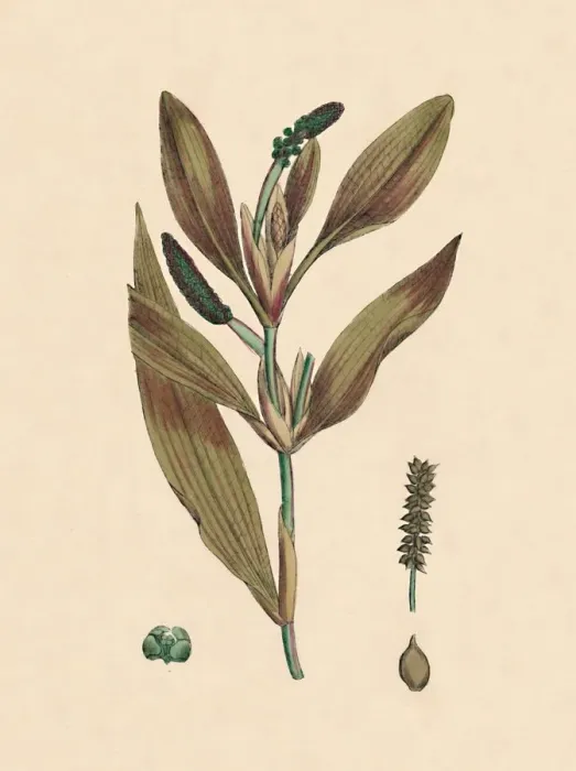 Framed Print : Potamogeton rufescens. Reddish Pondweed, 19th Century Framed Print : Potamogeton rufescens. Reddish Pondweed, 19th Century
