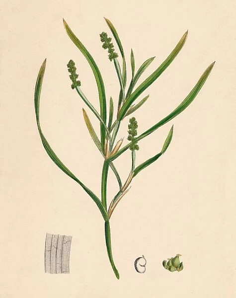 Potamogeton zosterifolius. Grass-wrack-leaved Pondweed, 19th Century