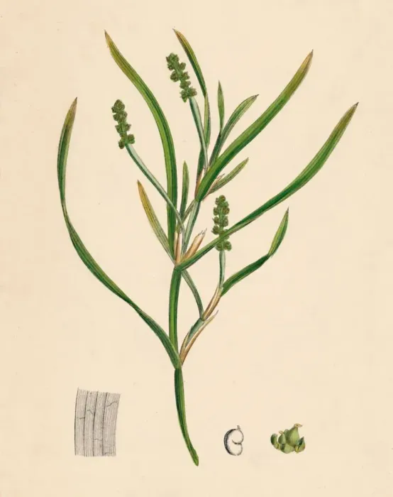 Framed Print : Potamogeton zosterifolius. Grass-wrack-leaved Pondweed, 19th Century Framed Print : Potamogeton zosterifolius. Grass-wrack-leaved Pondweed, 19th Century