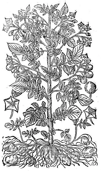 Potato, 1640. The Potato (Solanum tuberosum) is native to South America
