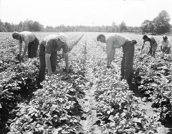 Potato field, Hightstown, New Jersey, 1936. Creator: Dorothea Lange