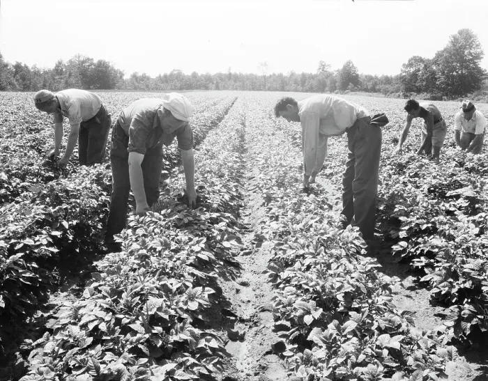 Framed Print : Potato field, Hightstown, New Jersey, 1936. Creator: Dorothea Lange Framed Print : Potato field, Hightstown, New Jersey, 1936. Creator: Dorothea Lange