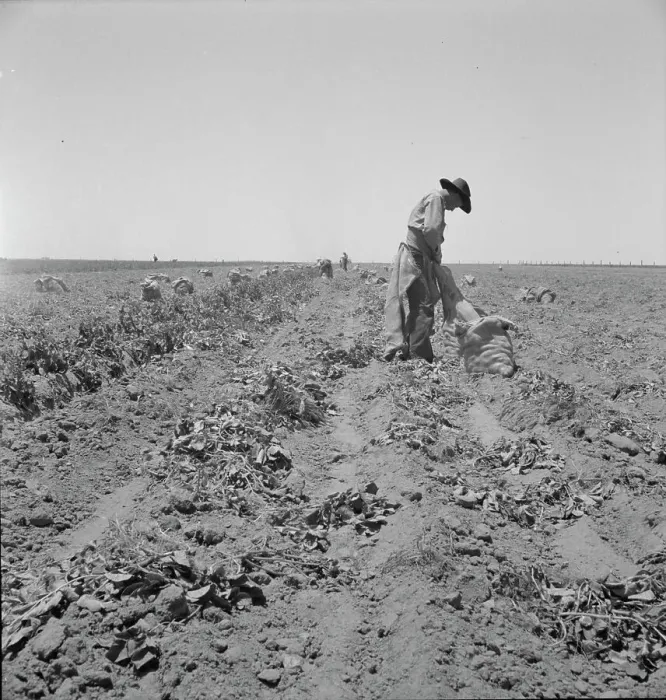 Framed Print : Potato field and pickers near Shafter, California, 1937. Creator: Dorothea Lange Framed Print : Potato field and pickers near Shafter, California, 1937. Creator: Dorothea Lange