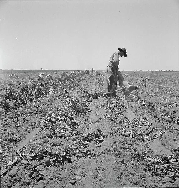 Potato field and pickers near Shafter, California, 1937. Creator: Dorothea Lange