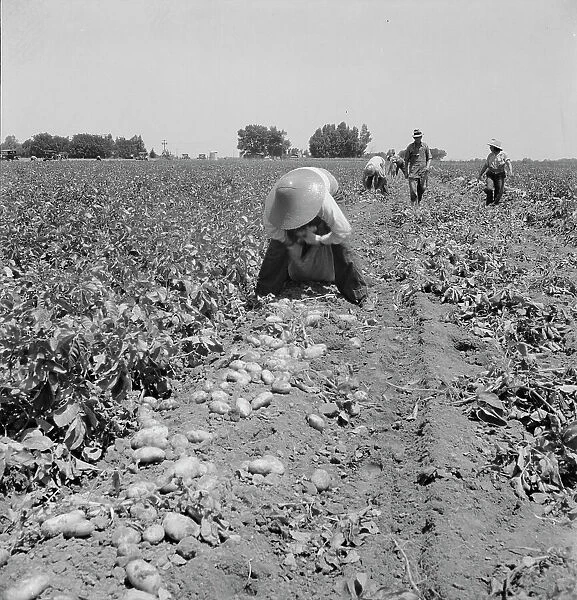 Potato pickers, near Shafter, California, 1937. Creator: Dorothea Lange
