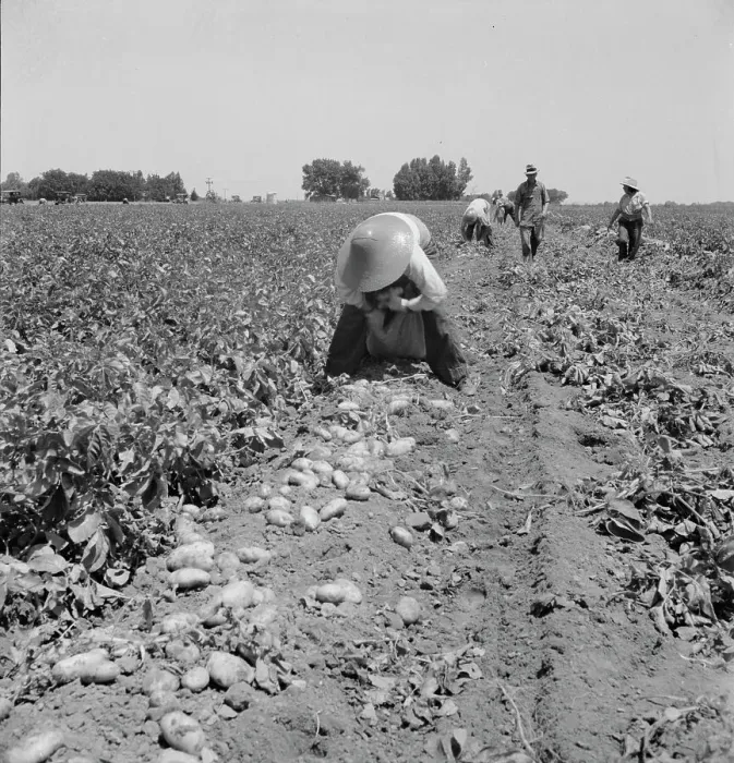 Framed Print : Potato pickers, near Shafter, California, 1937. Creator: Dorothea Lange Framed Print : Potato pickers, near Shafter, California, 1937. Creator: Dorothea Lange