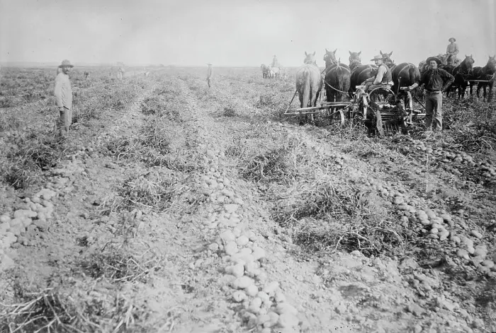 Framed Print : Potato raising in Colo. between c1915 and c1920. Creator: Bain News Service Framed Print : Potato raising in Colo. between c1915 and c1920. Creator: Bain News Service