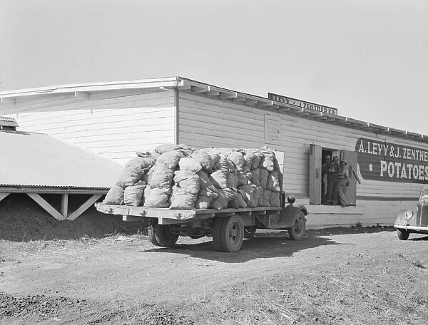 Potato shed during season, across the road from the... Tulelake, Siskiyou County, California, 1939. Creator: Dorothea Lange