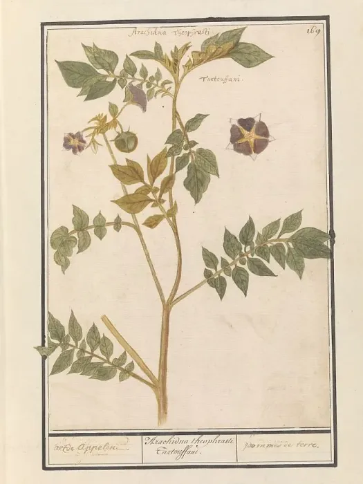 Framed Print : Potato (Solanum Tuberosum), 1596-1610. Creators: Anselmus de Boodt, Elias Verhulst Framed Print : Potato (Solanum Tuberosum), 1596-1610. Creators: Anselmus de Boodt, Elias Verhulst