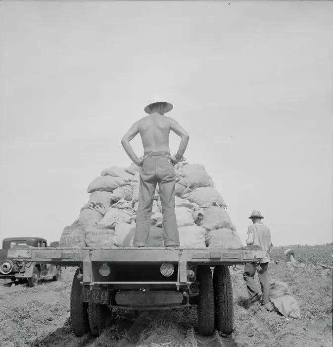 Framed Print : Potato truck in the field near Shafter, California, 1937. Creator: Dorothea Lange Framed Print : Potato truck in the field near Shafter, California, 1937. Creator: Dorothea Lange