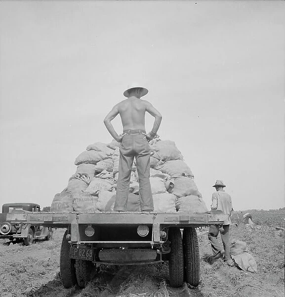 Potato truck in the field near Shafter, California, 1937. Creator: Dorothea Lange