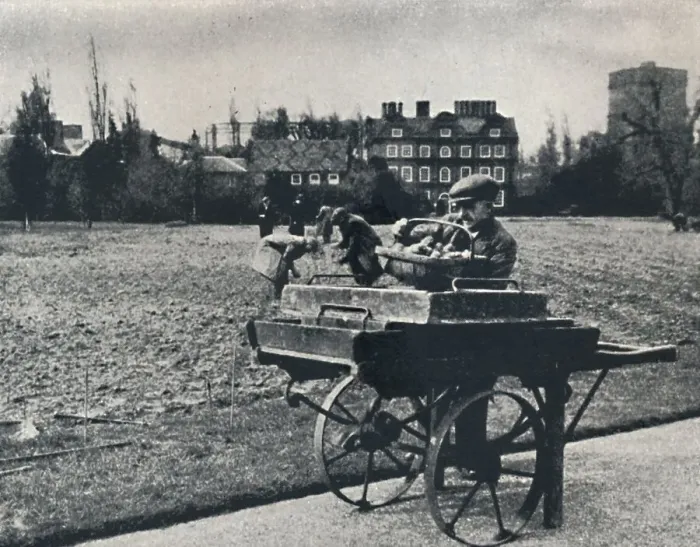 Framed Print : Potatoes in Kew Gardens, 1941. Artist: Cecil Beaton Framed Print : Potatoes in Kew Gardens, 1941. Artist: Cecil Beaton