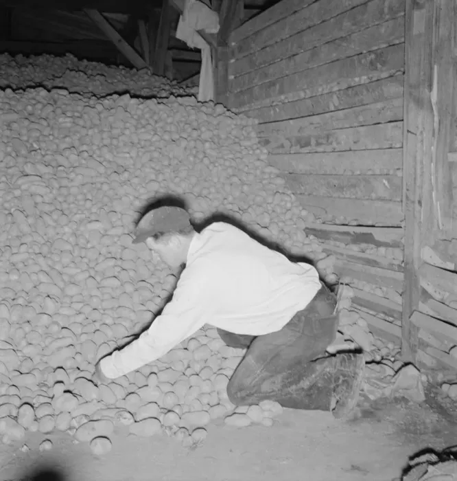 Framed Print : Potatoes in storage cellar at end of season, Merrill, Klamath County, Oregon, 1939. Creator: Dorothea Lange Framed Print : Potatoes in storage cellar at end of season, Merrill, Klamath County, Oregon, 1939. Creator: Dorothea Lange