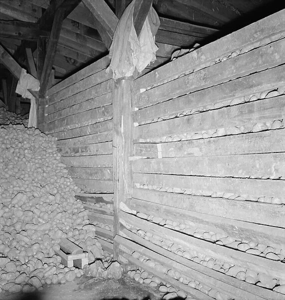 Potatoes in storage cellar at end of season, Merrill, Klamath County, Oregon, 1939. Creator: Dorothea Lange