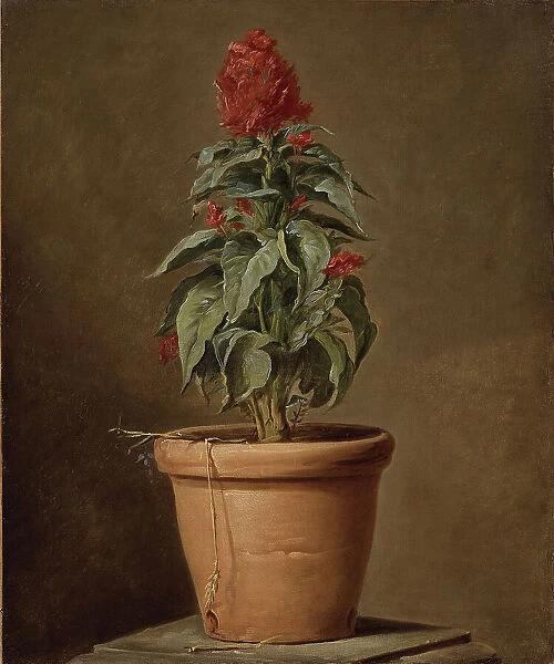 A Potted Plant, mid-late 18th century. Creator: Henri Horace Roland de la Porte