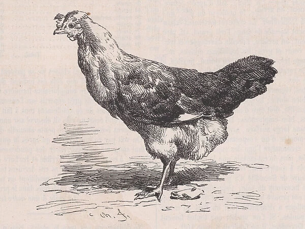Poule francaise ordinaire;mauvaise pondeuse. ;from Magasin Pittoresque, ca. 1852