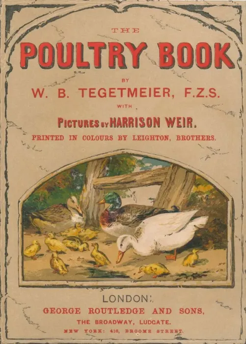 Framed Print : The Poultry Book, 1867. Creator: Harrison Weir Framed Print : The Poultry Book, 1867. Creator: Harrison Weir