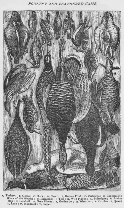 Framed Print : Poultry and Feathered Game, 1907 Framed Print : Poultry and Feathered Game, 1907