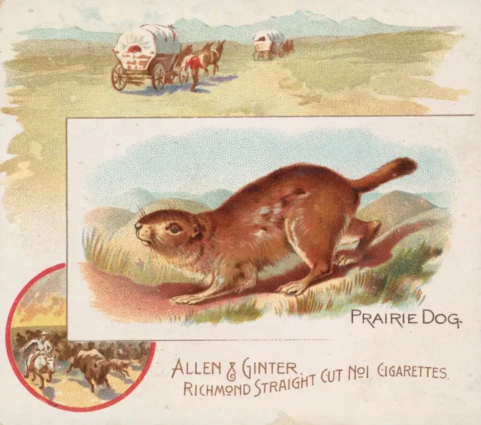 Framed Print : Prairie Dog, from Quadrupeds series (N41) for Allen & Ginter Cigarettes, 1890 Framed Print : Prairie Dog, from Quadrupeds series (N41) for Allen & Ginter Cigarettes, 1890
