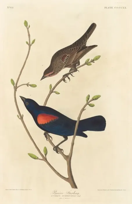 Framed Print : Prairie Starling, 1838. Creator: Robert Havell Framed Print : Prairie Starling, 1838. Creator: Robert Havell