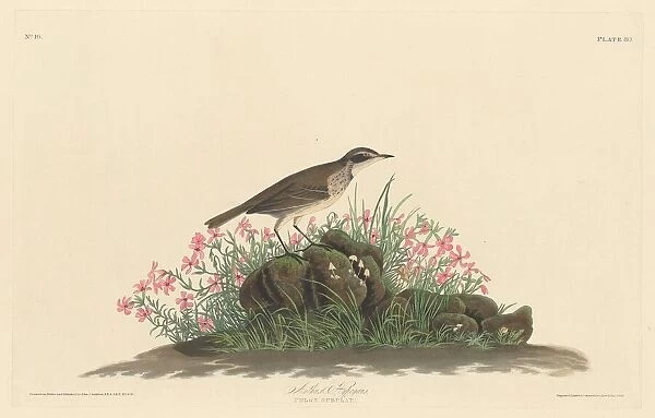 Prairie Titlark, 1830. Creator: Robert Havell
