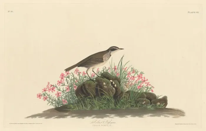 Framed Print : Prairie Titlark, 1830. Creator: Robert Havell Framed Print : Prairie Titlark, 1830. Creator: Robert Havell
