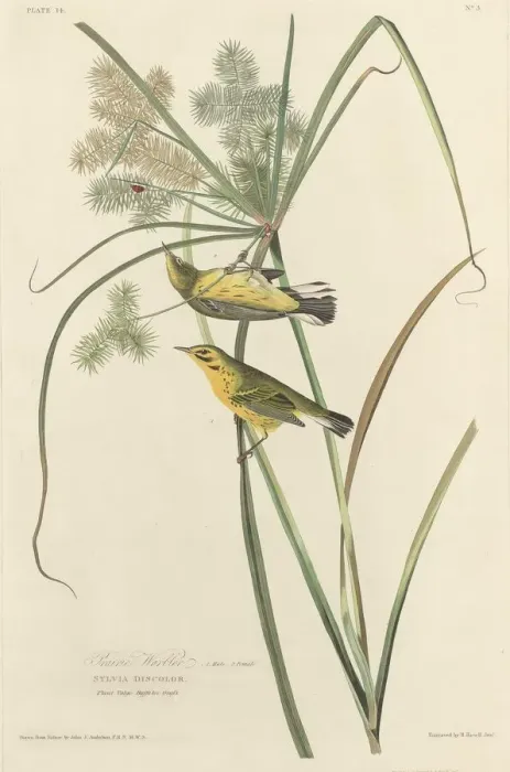 Framed Print : Prairie Warbler, 1827. Creator: Robert Havell Framed Print : Prairie Warbler, 1827. Creator: Robert Havell