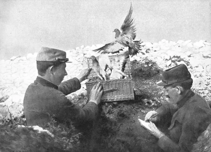 Framed Print : Precieux Auxiliaires; Un lacher de pigeons, 1915. Creator: Unknown Framed Print : Precieux Auxiliaires; Un lacher de pigeons, 1915. Creator: Unknown