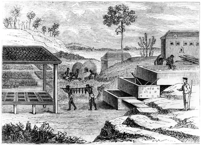 Framed Print : Preparing indigo, Santo Domingo, 1873 Framed Print : Preparing indigo, Santo Domingo, 1873