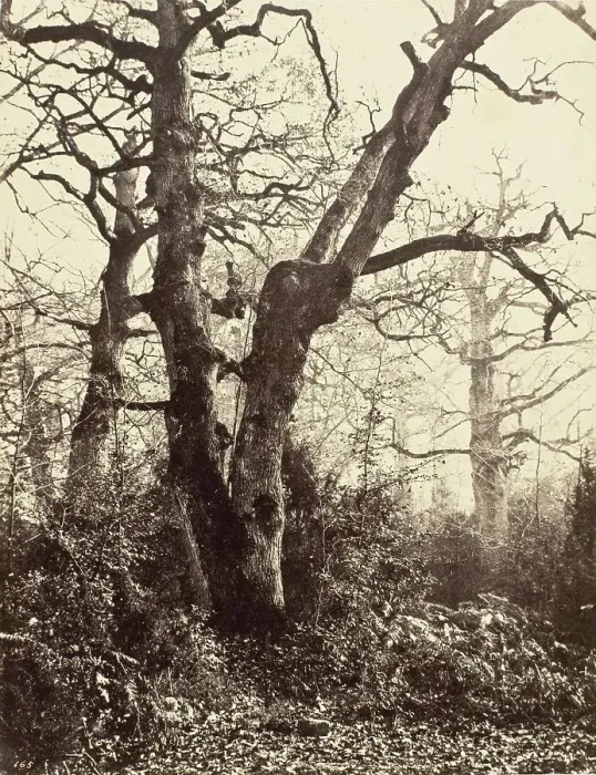 Framed Print : Près le Bodmer (Close to the Bodmer Oak), c.1858. Creator: Eugène Cuvelier Framed Print : Près le Bodmer (Close to the Bodmer Oak), c.1858. Creator: Eugène Cuvelier
