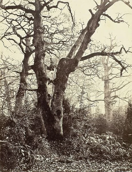 Près le Bodmer (Close to the Bodmer Oak), c.1858. Creator: Eugène Cuvelier