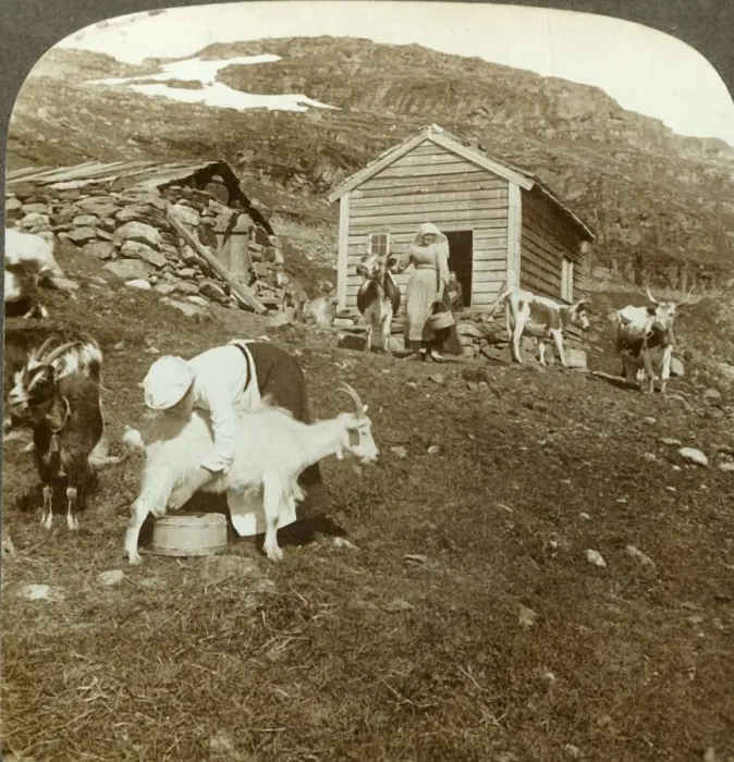 Framed Print : Pretty Norwegian girls tending cows and goats on the Haukeli Mts, Norway, c1905 Framed Print : Pretty Norwegian girls tending cows and goats on the Haukeli Mts, Norway, c1905