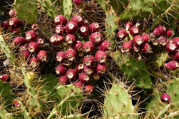Prickly Pear Cactus, Tenerife, Canary Islands, 2007