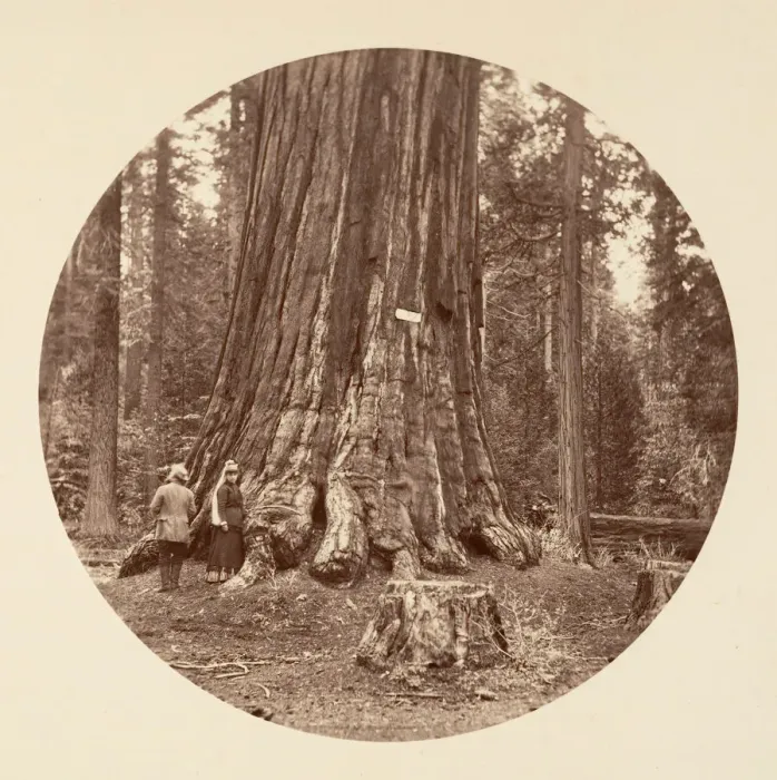 Framed Print : The Pride of the Forest - Calaveras Grove, ca. 1878. Creator: Carleton Emmons Watkins Framed Print : The Pride of the Forest - Calaveras Grove, ca. 1878. Creator: Carleton Emmons Watkins